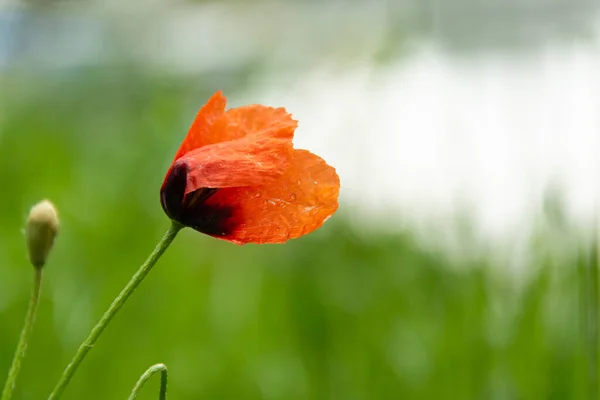 Papoila Comum Uma Flor Vermelha Fundo Verde Wether Mal Humorado — Fotografia de Stock