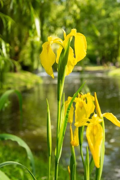Kosaciec -yellow flowers with river on the background