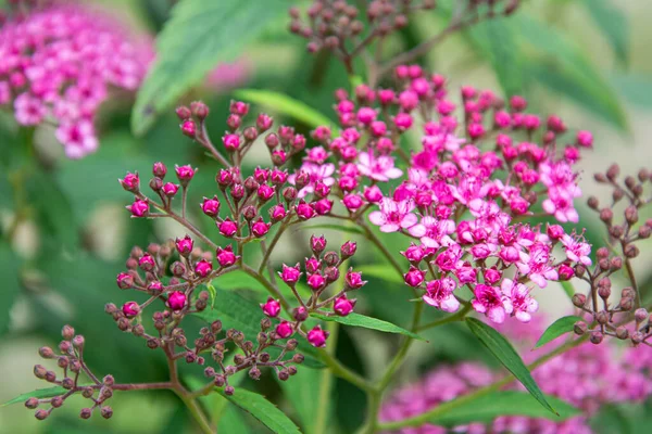 Phlox - yeşil yapraklı küçük menekşe beyaz çiçekler ve tomurcuklar 