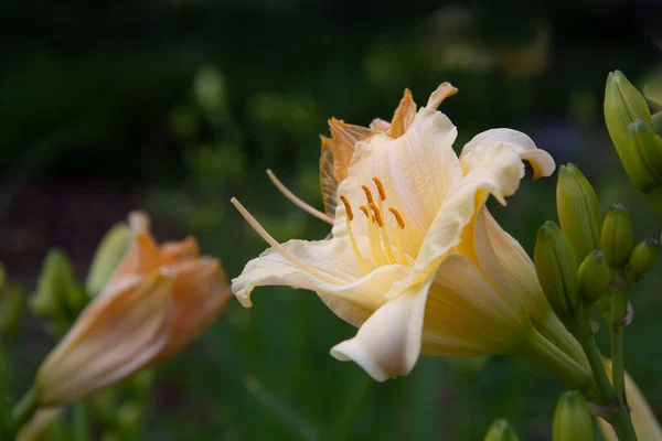 Lily. Koyu yeşil arka planda sarı bir çiçek.