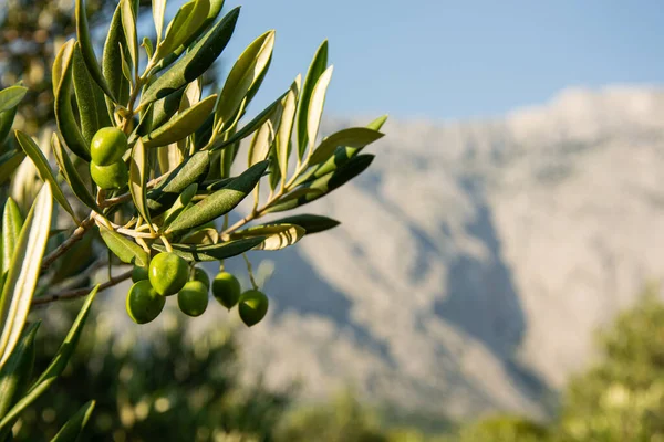 Arkaplanda zeytin dalı - Biokovo Dağları (Hırvatistan) 