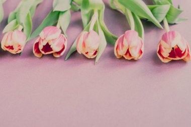 Pembe arka planda taze laleler