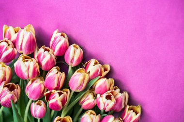 Pembe arka planda taze laleler