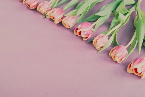 Pembe arka planda taze laleler