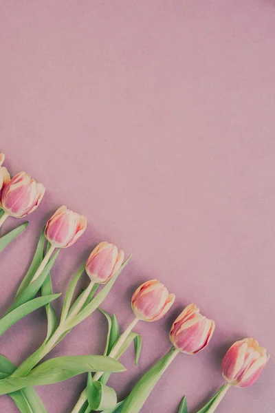 Pembe arka planda taze laleler