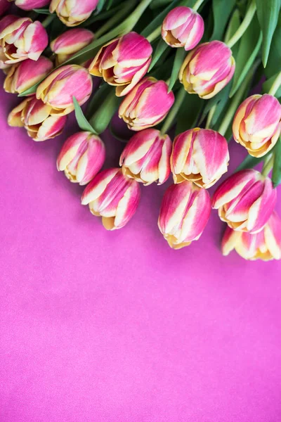 Pembe arka planda taze laleler