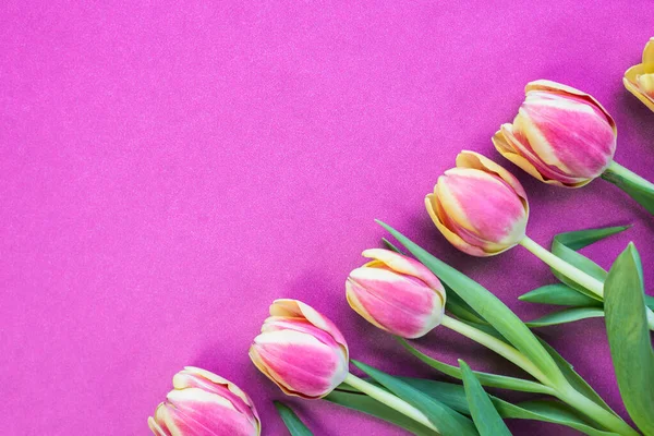 Pembe arka planda taze laleler