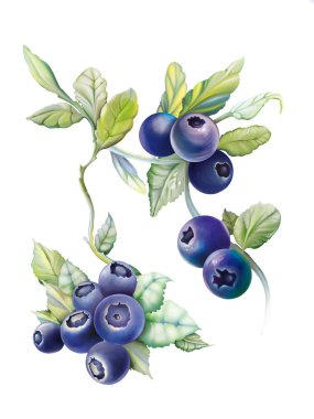 Yaban mersini (yaz botanik çizimi)