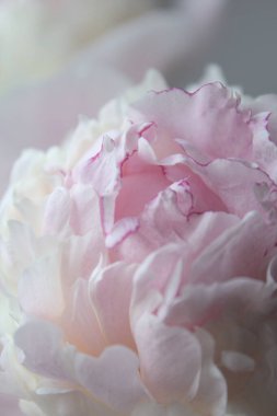 Pembe şakayık, pastel tonlar