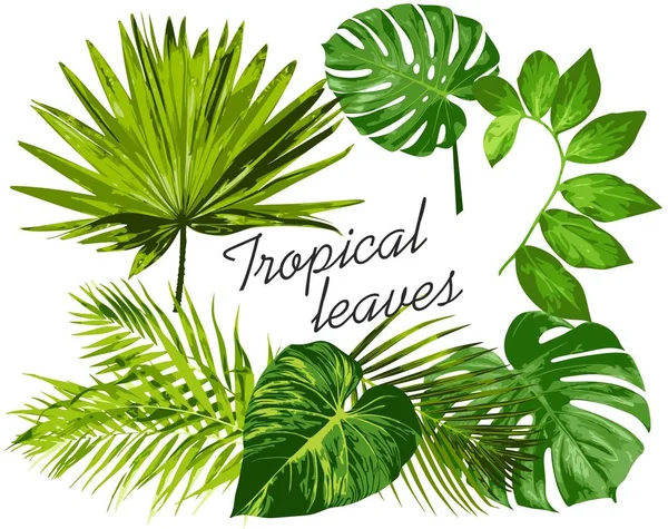 Foglie tropicali vettoriale a base di erbe ClipArt arte digitale — Vettoriale Stock