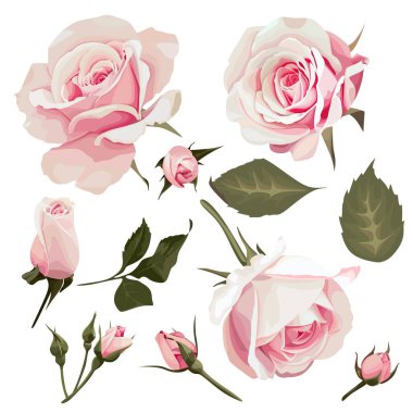 Realistic Roses Vector Flower Clipart clipart