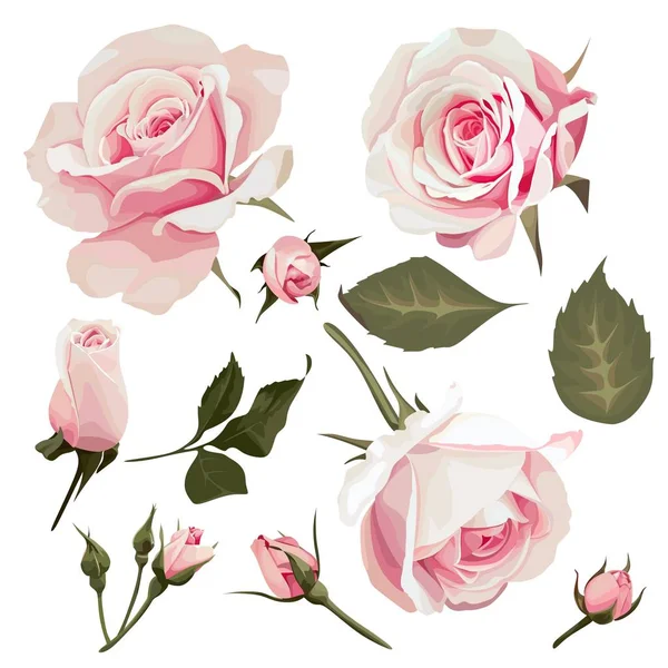 Realistic Roses Vector Flower Clipart — Stock Vector