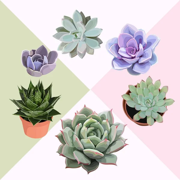 Planta de flores suculentas Vector clip art Precioso cactus editable echeveria — Vector de stock