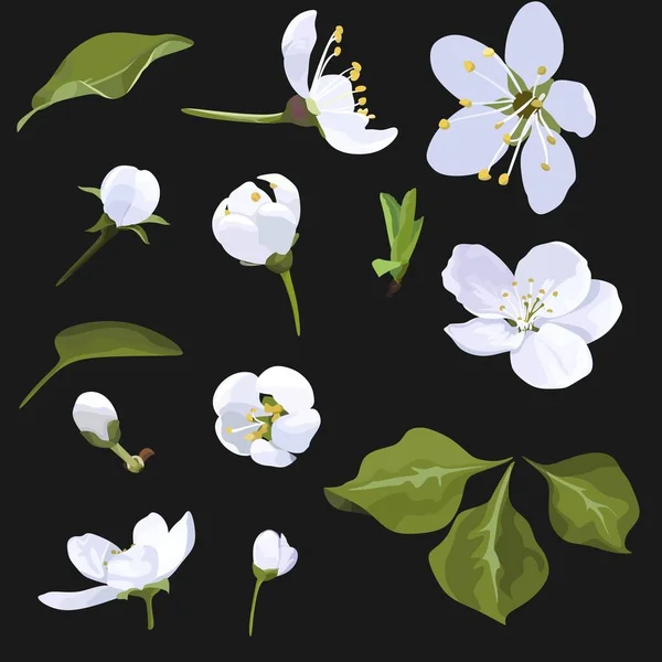 Apple Blossom Vector Clip Art Set Flor imagen — Vector de stock