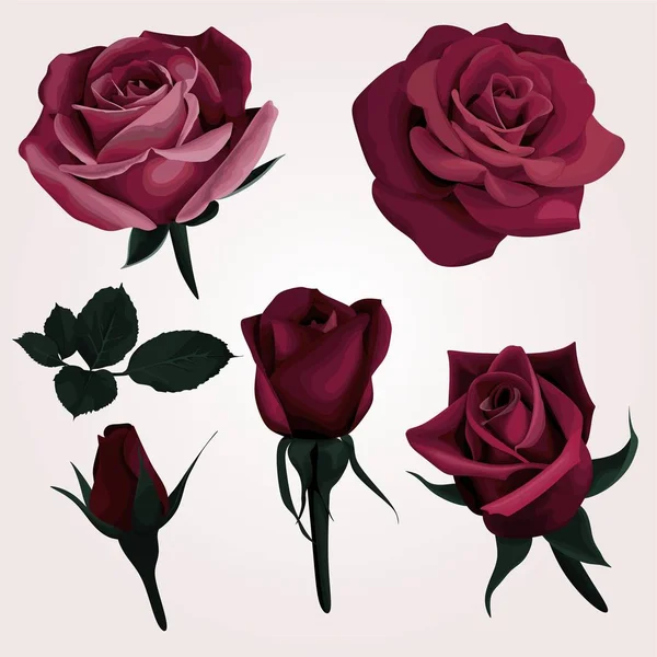 Rosas realistas rojas profundas Vector Clip Art — Archivo Imágenes Vectoriales