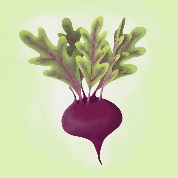 Illustration von Rübenwurzelgemüse. Food Image mit Textur für Social-Media-Post — Stockfoto