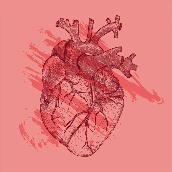 Corazón realista vectorial con pinceladas rojas. Imagen de órgano humano de anatomía para impresión de camiseta hipster en blanco y negro — Archivo Imágenes Vectoriales