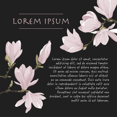 Manolya ağacının çiçek arkaplanı. Pastel renkli. Tebrik kartı için koyu gri bir arka plan.