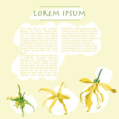 Sarı arka planda ylang ylang çiçekleri olan çiçek şablonu. Sosyal medya paylaşımları için arkaplan