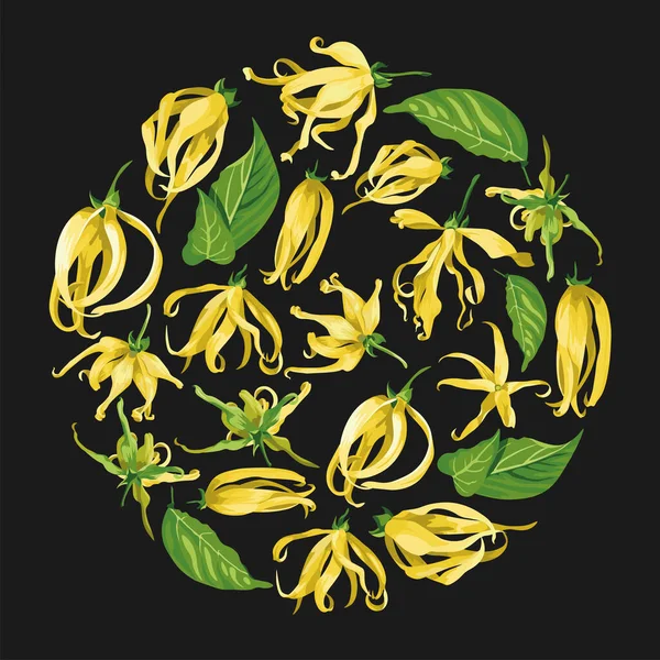 Ilustracja wektorowa kwiatów ylang ylang. Kształt koła kwiatowego z żółtymi kwiatami na czarnym tle — Wektor stockowy
