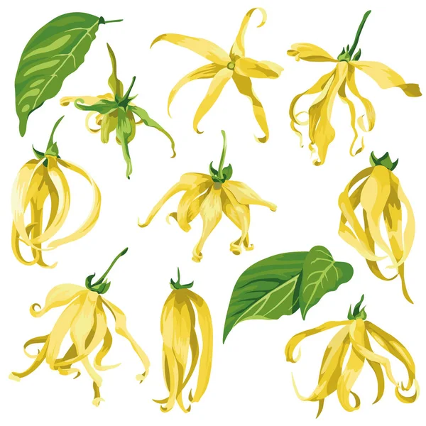 Ylang Ylang wektor klip sztuki zestaw tropikalnych ilustracji botanicznych. Żółte dzikie kwiaty z zielonymi liśćmi. — Wektor stockowy