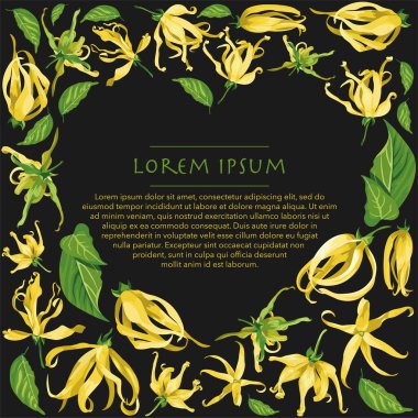 Çiçekli kalp şekli, siyah arka planda ylang çiçekleri. Yeşil yapraklı, uzun yapraklı sarı tropik çiçekler.