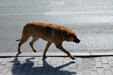 The dog runs on the city sidewalk. Dog on the street.