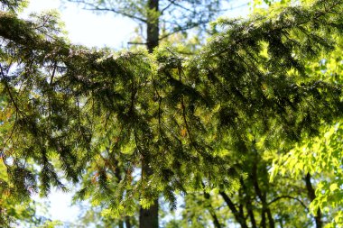 Güneş ışığındaki ladin dalı. Yeşil iğneli ağır bir dal. Ormandaki ladin dalında kalın iğneler..
