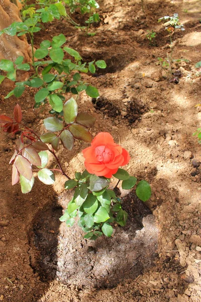 Planting of seedlings of roses in the spring in the planting pit