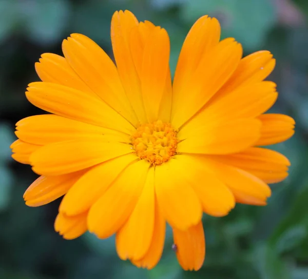 Calendula or marigold orange garden flower in spring flowerbed