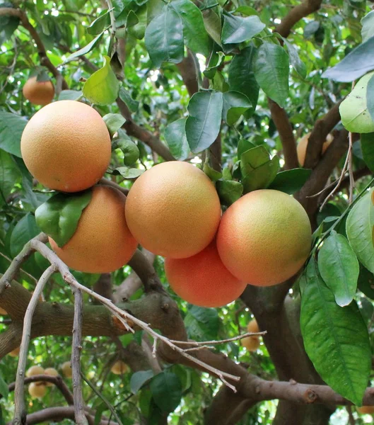 Harvest of grapefruits on a tree in a Turkish garden