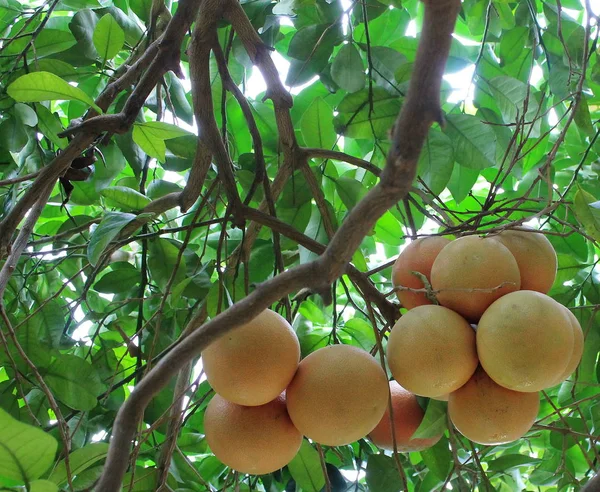 Harvest of grapefruits on a tree in a Turkish garden