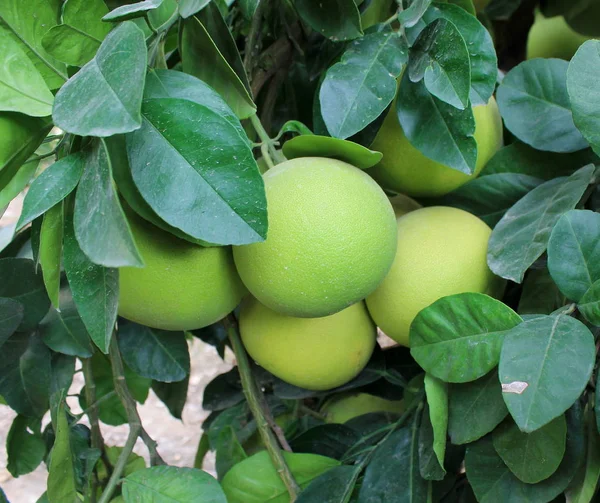 Harvest of grapefruits on a tree in a Turkish garden