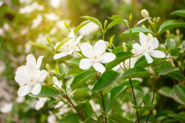 Turuncu güneş ışığı altında yeşil yapraklar üzerinde çiçek açan güzel beyaz yapraklar.