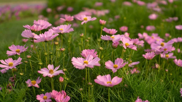 Campo Hermosos Pétalos Rosados Flores Cosmos Florecen Sobre Hojas Verdes — Foto de Stock