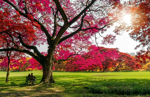 Grande Pianta Alberi Pioggia Con Foglie Colorate Rosa Arancio Foglia — Foto Stock