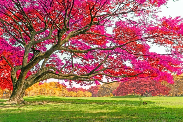 강우림에는 색깔의 분홍빛 오렌지와 노란색의 이가을 아침에 공원의 — 스톡 사진