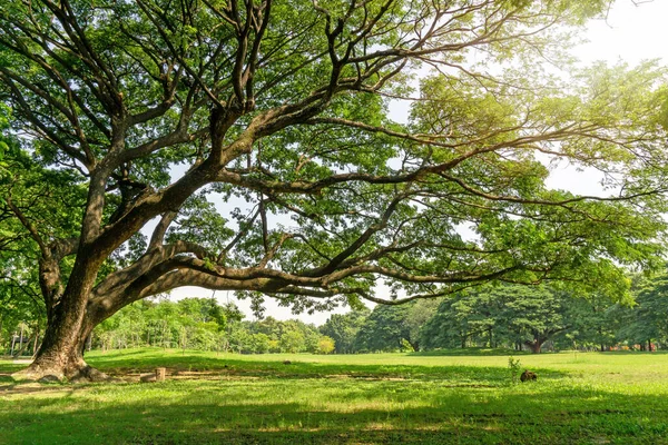 Greenery Leaves Branches Big Rain Tree Sprawling Cover Green Grass — Stock Photo, Image