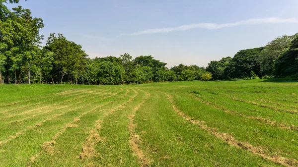 Fresh green carpet grass lawn with row of dry grass cutted and trees on background, after gardening landscapes maintenance peroid