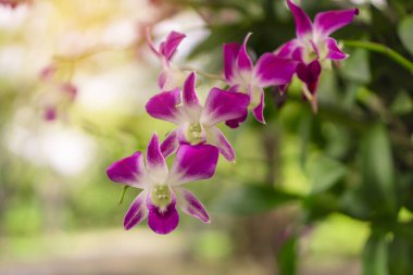 Bulanık arka planda yeşil yaprakların altında Dendrobium melez orkidesi demeti. 