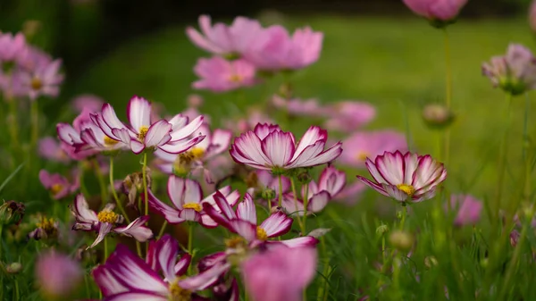 Campo Bonitos Pétalos Púrpura Rosa Flores Cosmos Florecen Hojas Verdes — Foto de Stock