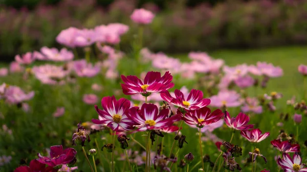 Campo Bonitos Pétalos Rojos Rosados Flores Cosmos Florecen Hojas Verdes — Foto de Stock