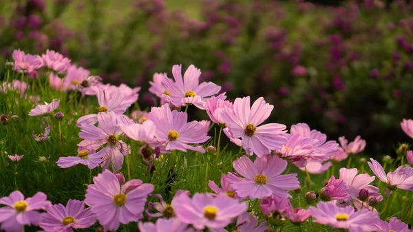 Campo Pétalos Rosados Bonitos Flores Cosmos Florecen Hojas Verdes Pequeño — Foto de Stock