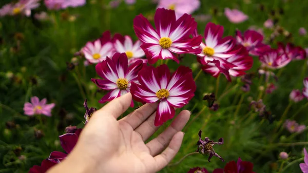 Tan skin hand of a woman grab a pretty red and white petals of Cosmos flower on green leaves blurred background