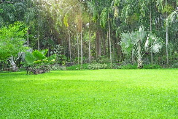 Fresh green carpet grass yard, smooth lawn in a beautiful palm trees garden and good care landscaping in the public park