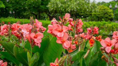Canna Lily 'nin bir demet pembe yaprağı Hint kısa bitkisi ya da bahçedeki yeşil yapraklar üzerindeki Bulsarana çiçeği olarak bilir.