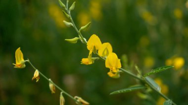 Bulanık arka planda bulunan sarı yapraklı Hint keneviri tarlaları Madras keneviri ya da Sunn Crotolaria olarak bilinir.