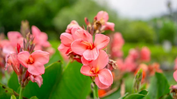 Campos Pétalos Rosados Canna Lily Conocidos Como Planta Corta India — Foto de Stock