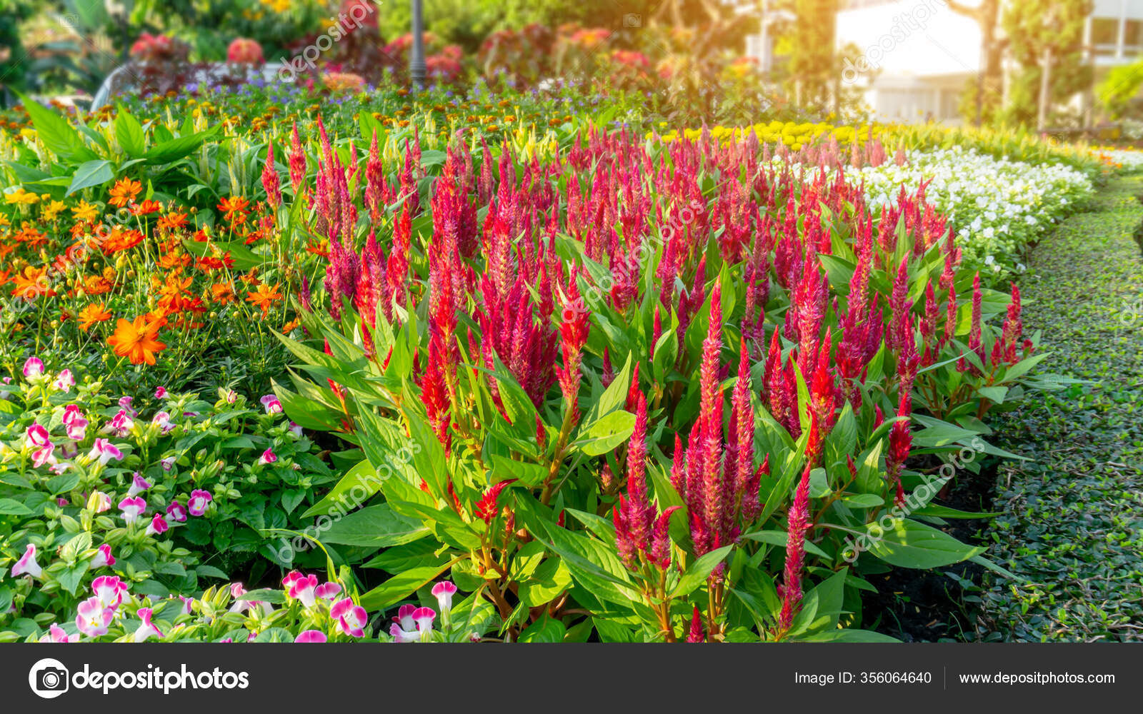 Download Garden Red Wool Flowers Yellow Cosmos Pink Wishbone Flower HD Wallpaper Garden Red Wool Flowers Yellow Cosmos Pink Wishbone Flower For Android