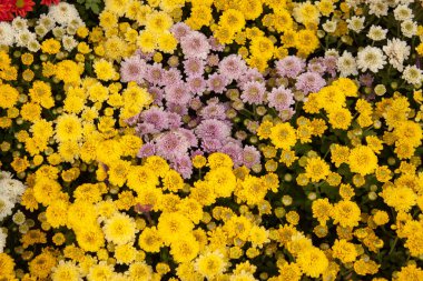 Asteraceae ailesinin yıllık bitkisi olan Anneler olarak bilinen küçük tomurcuklar ve yeşil yapraklar üzerinde açan sarı ve mor chrysanths yaprakları.